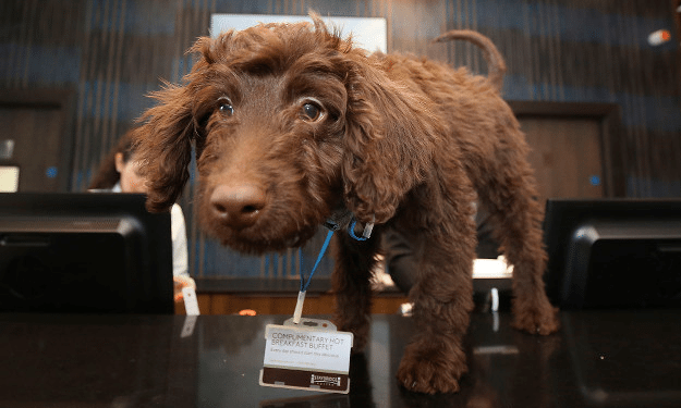 Staybridge suites employs labradoodle to greet guests