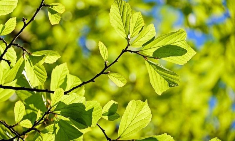 Overlooked hotel management: Urban-forestry
