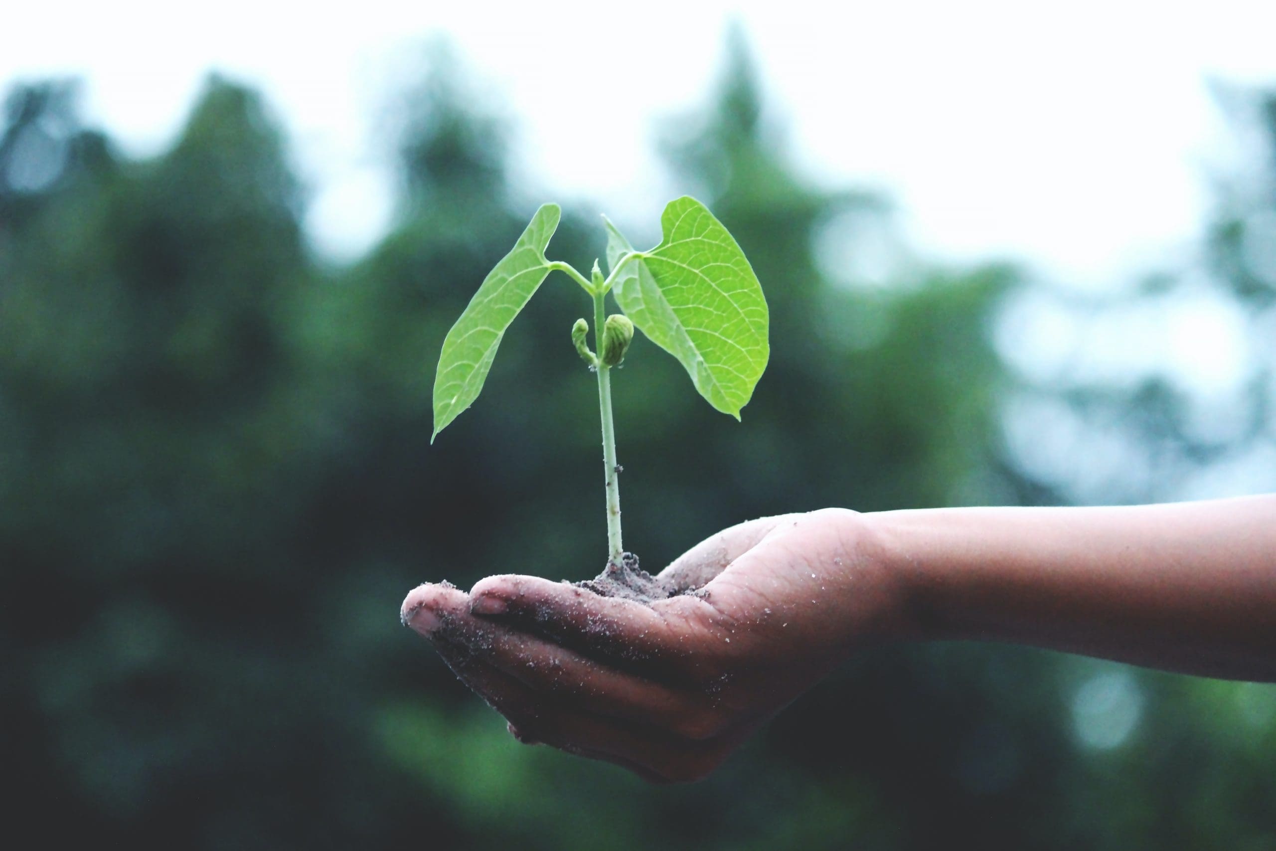 Key Travel and Expedia Partner Solutions to deliver carbon neutral hotel stays