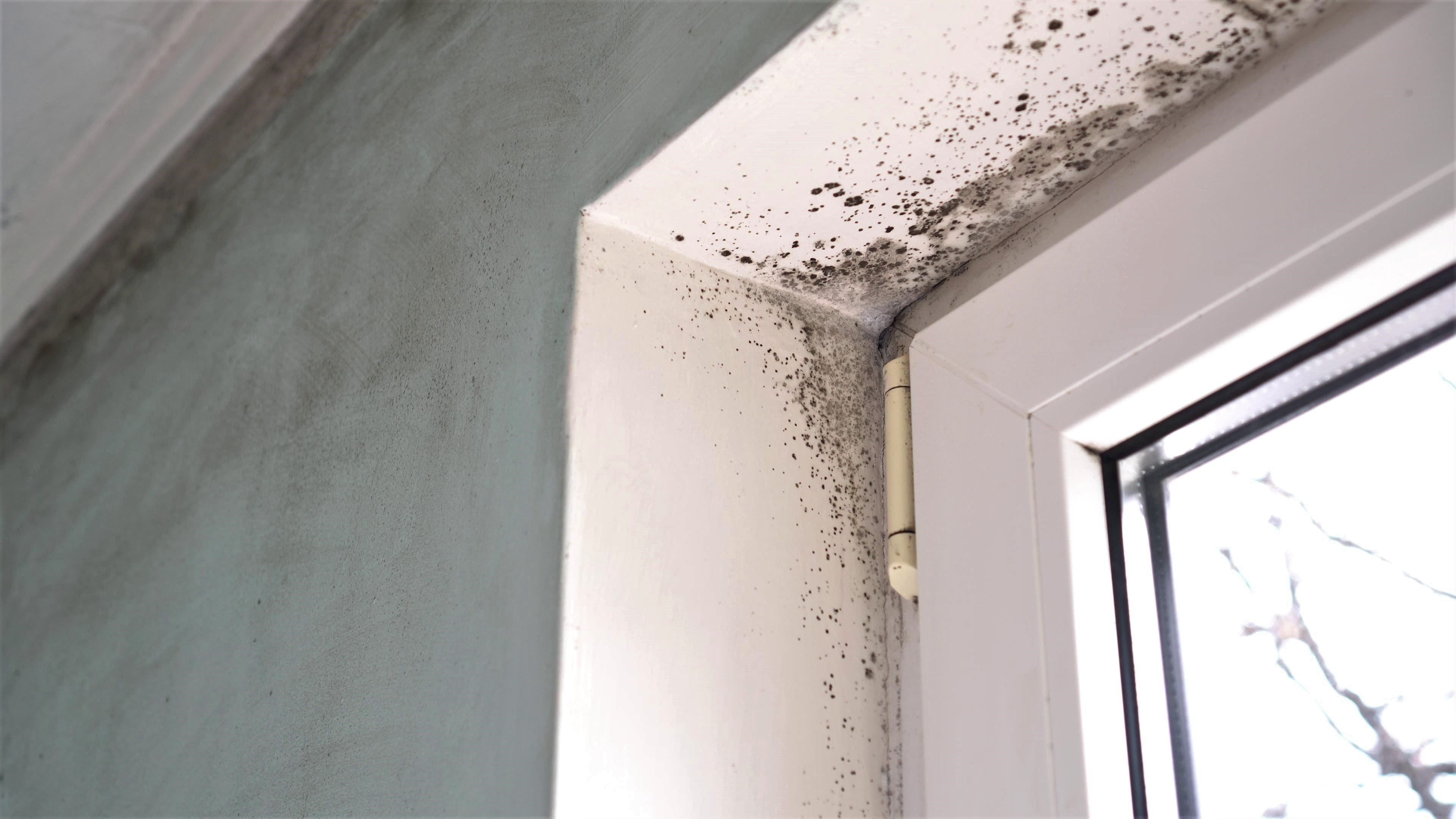 How to deal with a mould problem in your hotel