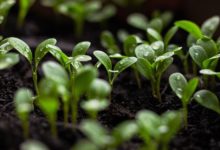 Is Green Key accreditation still relevant in an era of changing political tides?