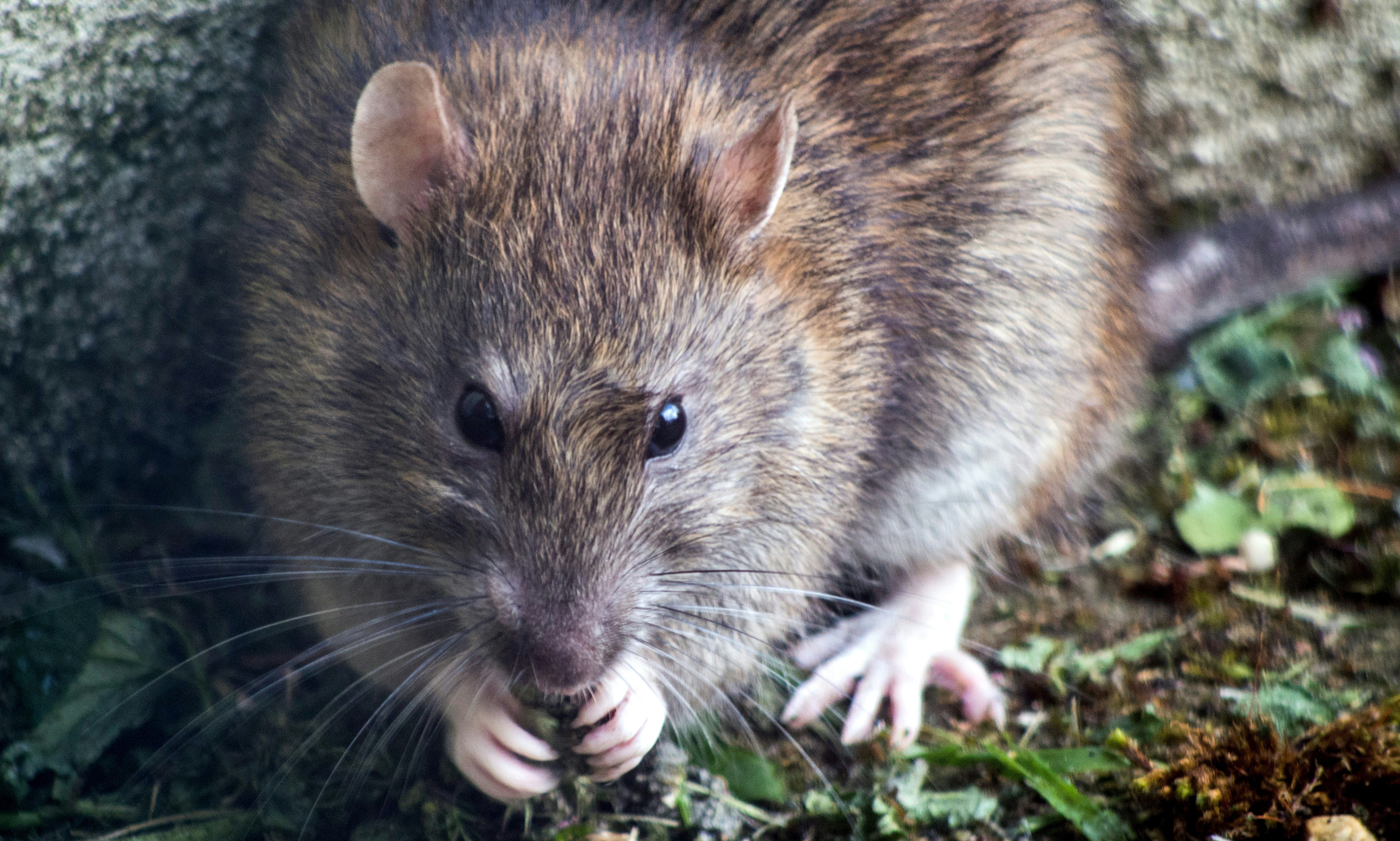 How can hoteliers effectively get rid of pests