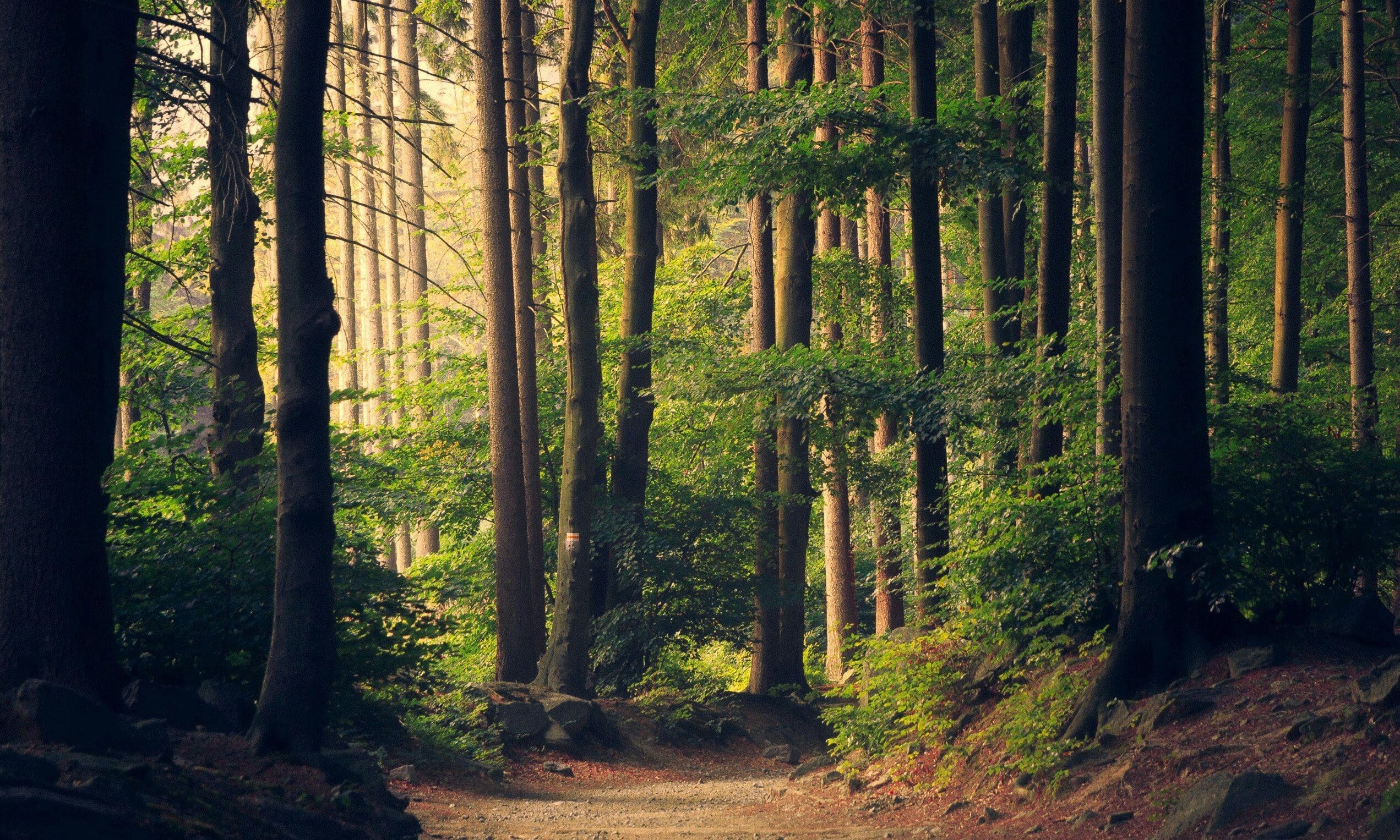 Center Parcs plans to develop first Scottish holiday village